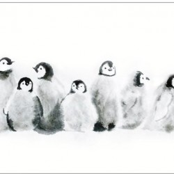 Penguin greeting cards