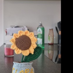 Piantina di girasole 